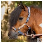 HARRYS HORSE póni kötőfék szett vezetőszárral – Diva Mauvewood