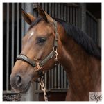 HARRYS HORSE Kötőfék szett vezetőszárral – Just Ride Summer Chique