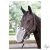 HARRYS HORSE orrháló