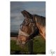 HARRYS HORSE Légymaszk Flyshield Orrvédővel