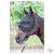 HARRYS HORSE Kötőfék légymaszk kombináció – Fly Shield