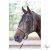 HARRYS HORSE Homlokszíj sallanggal – fekete