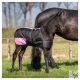 HARRYS HORSE Két tónusú csikótakaró 200 g