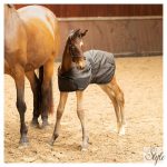 HARRYS HORSE Csikótakaró Stable