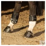 HARRYS HORSE Protech bokavédő