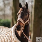 HORKA Bársony kötőfék szett