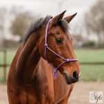 HORKA BASIC csomózott kötőfék - több színben