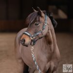 HORKA KYO kötőfék szett