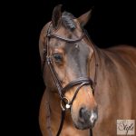 HV Polo angol orrfékes kantár HVPLegacy Chocolate Brown