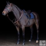 HV Polo szügyelős martingál HVPLegacy Brown