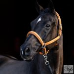 HV Polo bőr kötőfék HVPLeather Soft