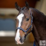 HV Polo kötőfék HVPNena