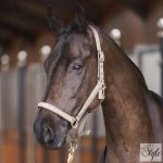 HV Polo kötőfék HVPNena