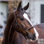 HV Polo kötőfék HVPNena