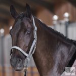 HV Polo kötőfék HVPNena Stone