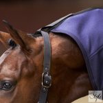 Imperial Riding Fundamental nyakas polár lótakaró