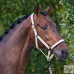 Imperial Riding Classic Sport kötőfék