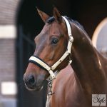 Imperial Riding Jewel kötőfék