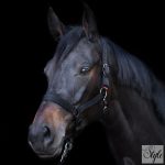 Imperial Riding kötőfék egyévesekre IRH