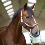 Imperial Riding Laura kötőfék