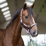 Imperial Riding Laura kötőfék