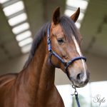 Imperial Riding Laura kötőfék