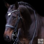 Imperial Riding Fria nagykantár