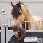 Imperial Riding hold alakú játék lovaknak IRHStable Buddy