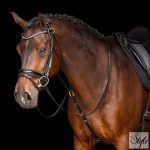 Imperial Riding chambon IRHCore