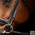 Imperial Riding chambon IRHCore