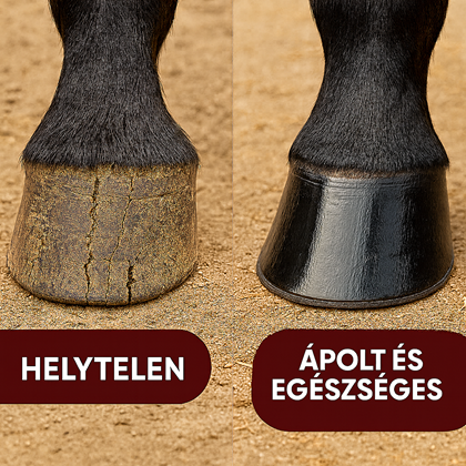 A helyes pataápolás 5 lépése – egészséges paták, boldog lovak